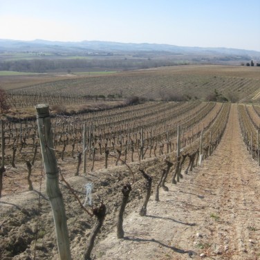 A winter vineyard in southern France.