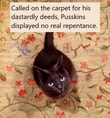 Carpet cat 2